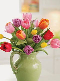 tulip