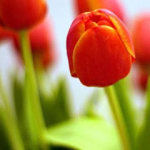 tulip