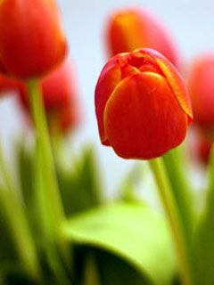 tulip