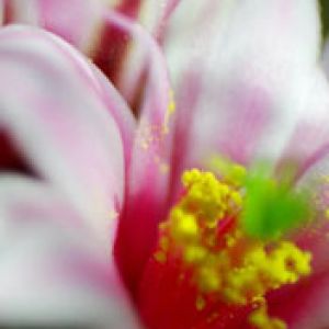 cactus flowers