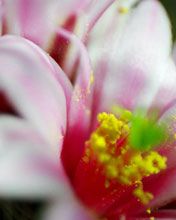 cactus flowers