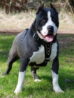 pit bull