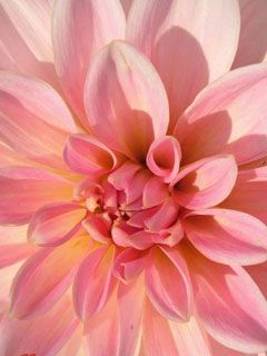 Dahlia