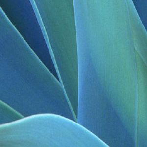 Agave