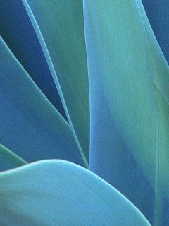 Agave