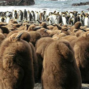 King penguins on Macquarie island