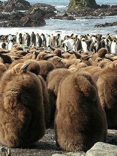 King penguins on Macquarie island