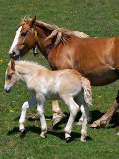 horse