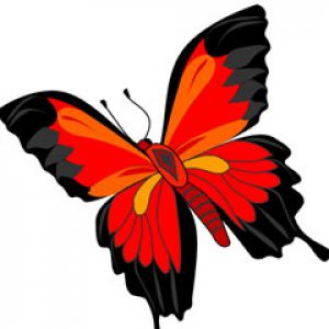 butterfly