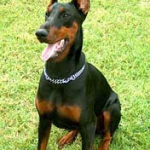 doberman
