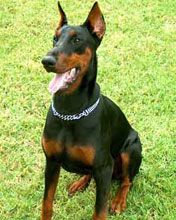 doberman