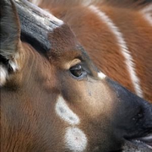 Bongo