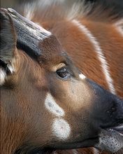 Bongo