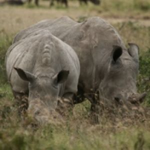 Rhinos