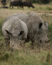 Rhinos
