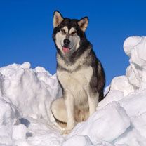 Alaskan Malamute