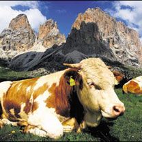 Tirol