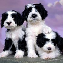 Ashlyn Tibetan Terriers