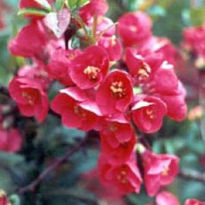 Chaenomeles