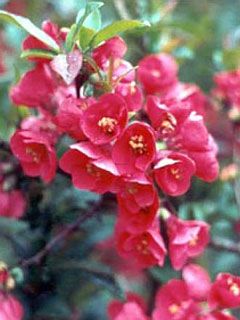 Chaenomeles