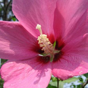 Hibiscus syriacus