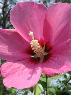 Hibiscus syriacus