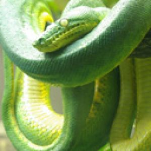 Emerald tree boa