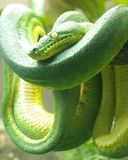 Emerald tree boa