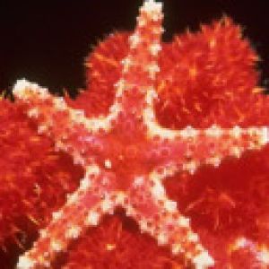 etoiles de mer