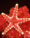 etoiles de mer