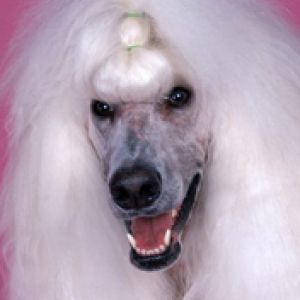Poodle