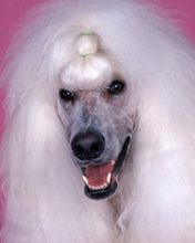 Poodle