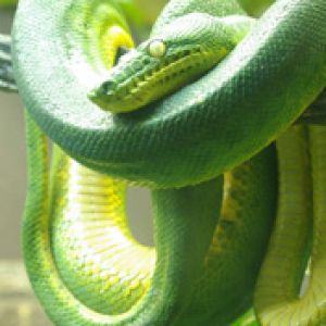 Emerald tree boa