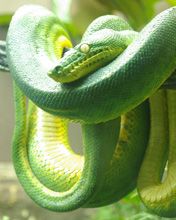 Emerald tree boa