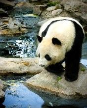 Panda velkĂˇ