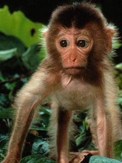 baby monkey