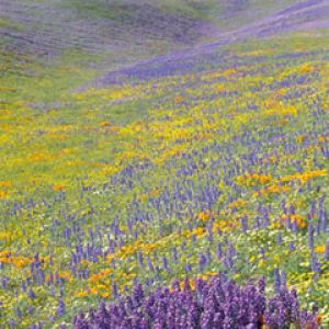 feral flowers