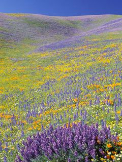 feral flowers