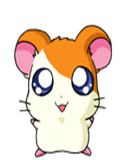 hamtaro