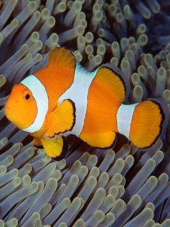 Nemo