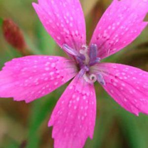 Deptford pink flower