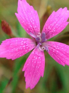 Deptford pink flower
