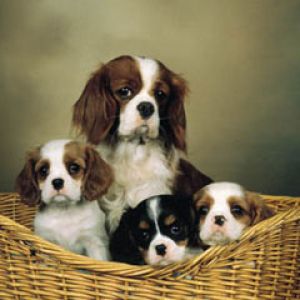 cavalier king