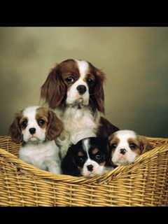 cavalier king