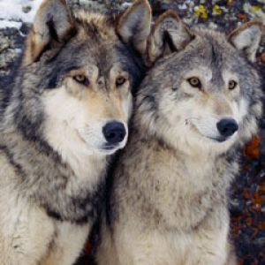 Wolfs