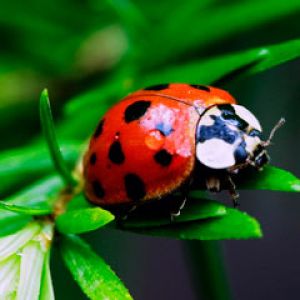 ladybug