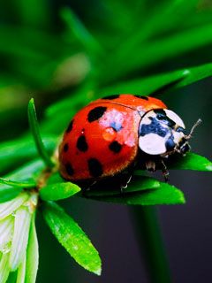 ladybug