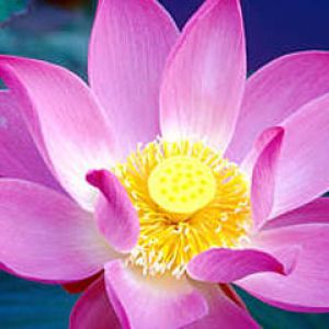 Nelumbo nucifera