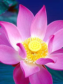 Nelumbo nucifera