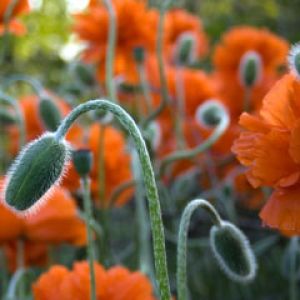 Papaver